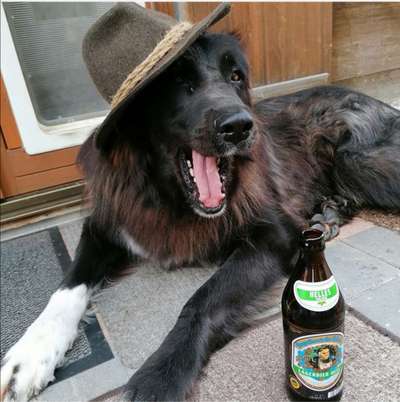 Zeige das lustigste Bild eures Hundis-Beitrag-Bild