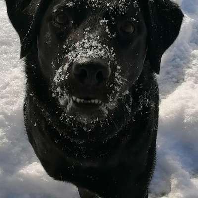 Labradorfans-Beitrag-Bild