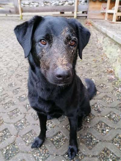 Labradorfans-Beitrag-Bild