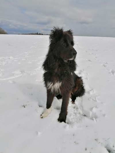 Dogorama Photo Challenge - Es wird nochmal kalt!-Beitrag-Bild