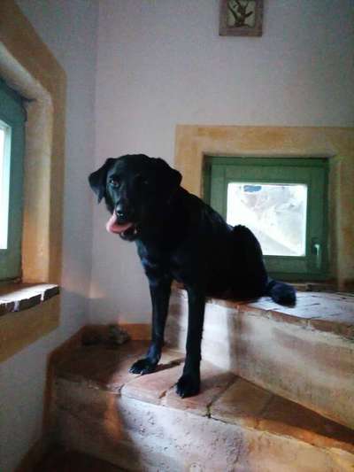 Zeige das lustigste Bild eures Hundis-Beitrag-Bild