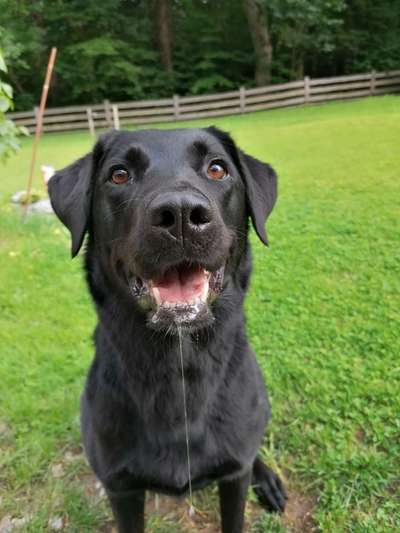 Labradorfans-Beitrag-Bild