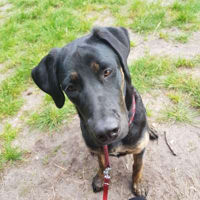 Hundetreffen-Training Hundebegegnungen und gemeinsame Spaziergänge-Bild