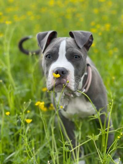 Hundetreffen-Welpentreffen-Bild