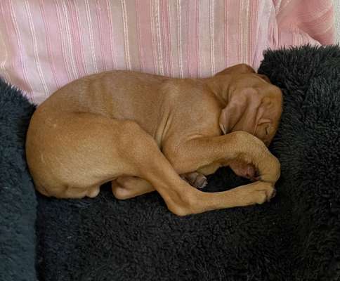 Schlafposition des Hundes-Beitrag-Bild