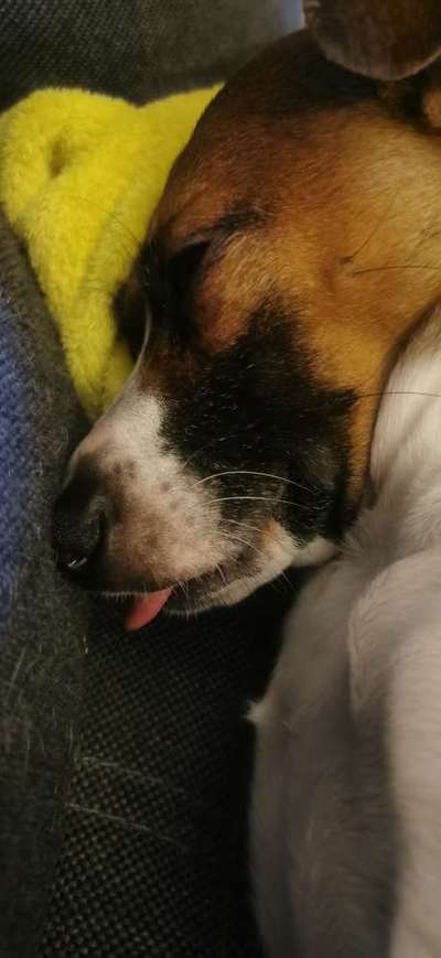 Comedyprogramm Hund:-Beitrag-Bild