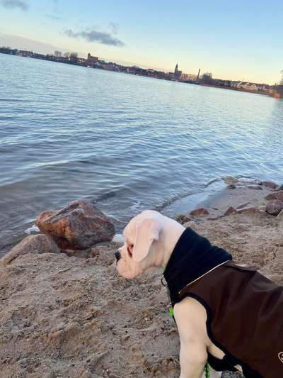 Deutsche Boxer-Beitrag-Bild