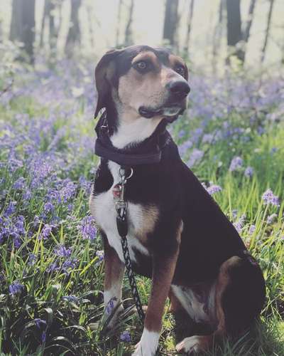 Die Dogorama Monats Challenge "Es grünt und blüht"-Beitrag-Bild