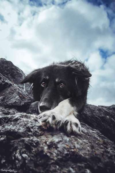 Tierfotografen-Pfotegrafiert - Vanessa Klisa Tierfotografie-Bild