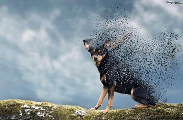 Foto's und Hundemodels-Beitrag-Bild