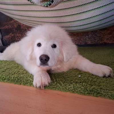 Hundetreffen-Hunde zur Sozialisierung gesucht-Bild