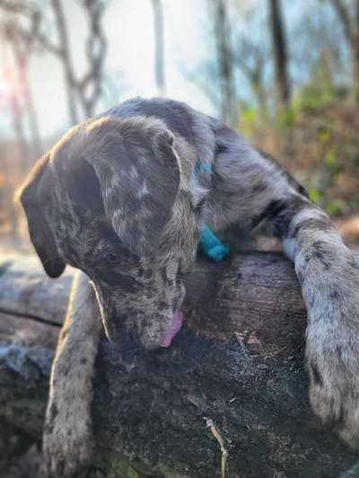 Dogorama Photo Challenge - Winterstimmung-Beitrag-Bild