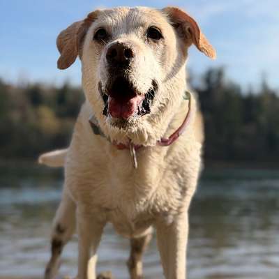 Hundetreffen-Spiel- & Spaziertreff 🐕-Bild