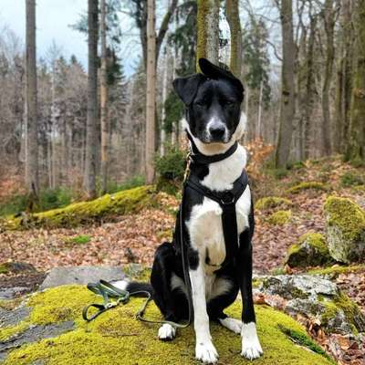 Hundetreffen-Freunde gesucht/Social Walks-Bild