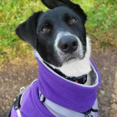 Hundetreffen-Social Walk-Bild