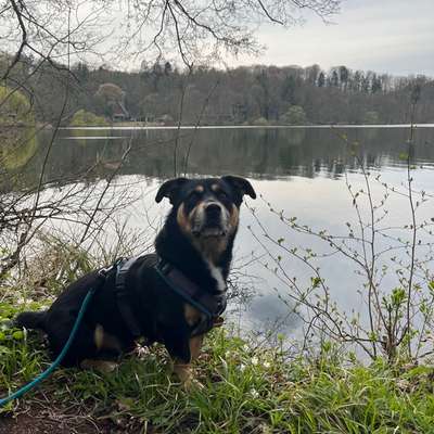 Hundetreffen-Sozialwalk nähe Wandsbek - Gartenstadt-Bild