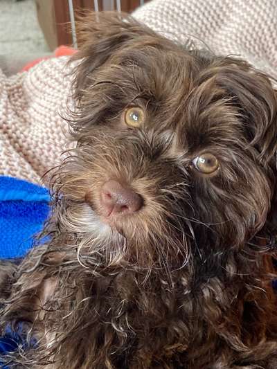 Unsere Fellnasen-Vielfalt im Überblick!-Beitrag-Bild