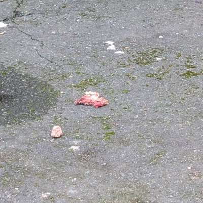 Giftköder-Fleischklumpen / Giftköder-Bild