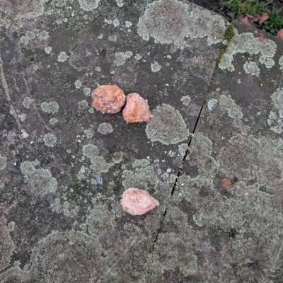 Giftköder-Giftköder ? In Form von Fleischklumpen-Bild