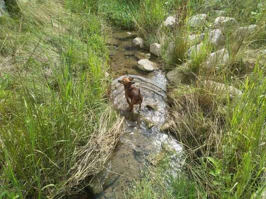 Dogorama-Monats-Challenge-Mai "Wasser"-Beitrag-Bild