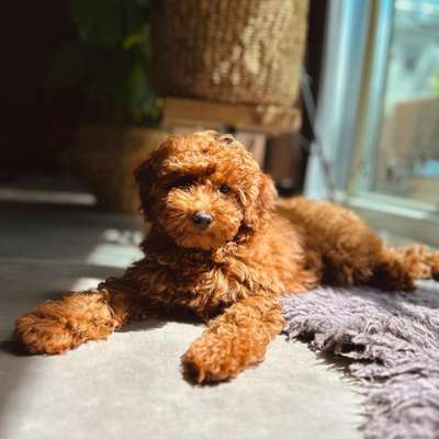Hundetreffen-Welpen/Junghunde im Victoriapark