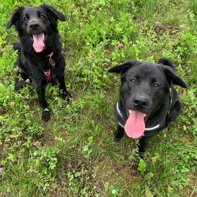 Hundetreffen-Spielpartner gesucht-Bild