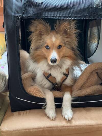 Shelties-Beitrag-Bild