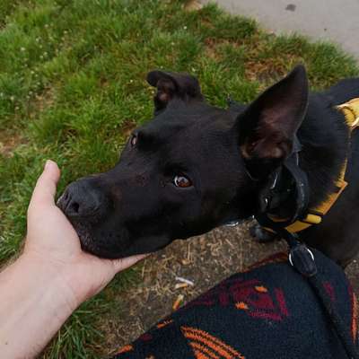 Hundetreffen-Bock auf Social Walks? 🐾-Bild