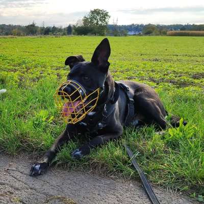 Hundetreffen-Suche Trainings- & Spielpartner :)-Bild