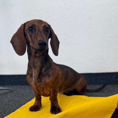 Hundetreffen-Spielgefährten gesucht 🐶🐾-Bild