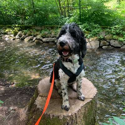 Hundetreffen-Kontakt für Hunde Ausflüge/Aktivitäten :)-Bild