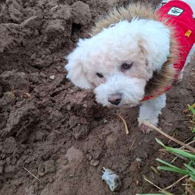 Hundetreffen-Gassirunde und spielen mit Bella-Bild