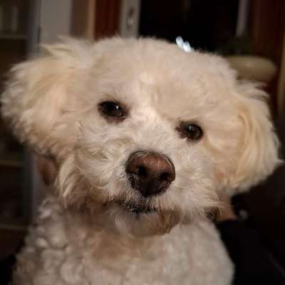 Bologneser gesucht-Beitrag-Bild