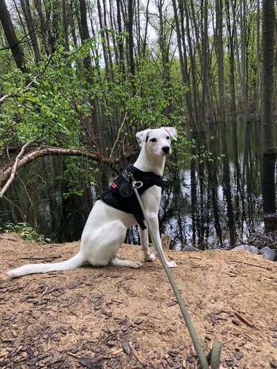 Die Dogorama Kalender Challenge Titelbild-Beitrag-Bild