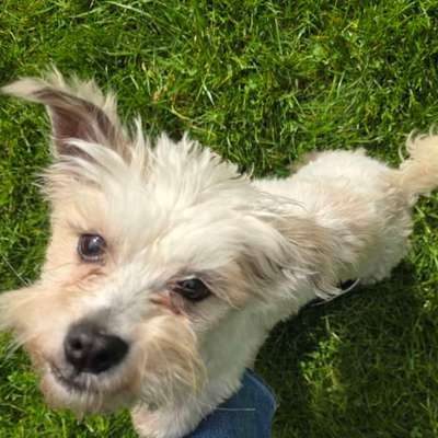 Hundetreffen-Treffen und Kennenlernen für kleine Hunde. Regelmäßige Treffen möglich-Bild