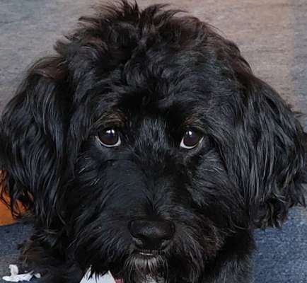 Die Augen Deines Hundes-Beitrag-Bild