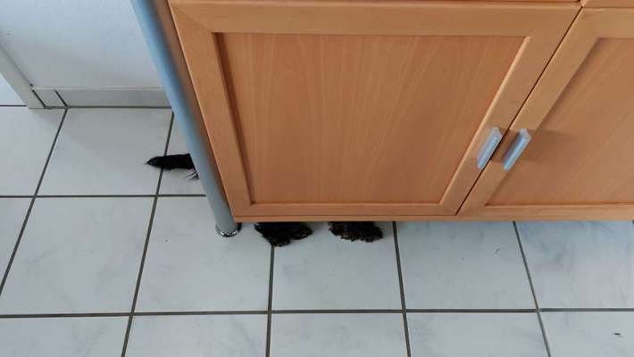 Dogorama Photo Challenge - Tarnung ist alles-Beitrag-Bild