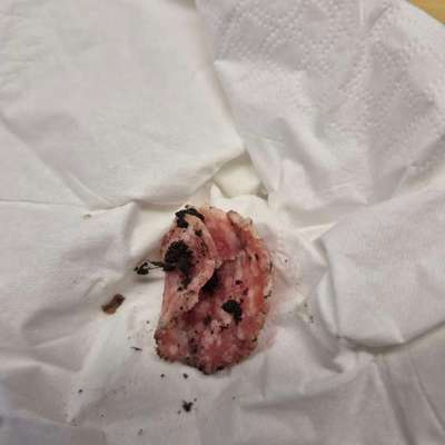 Giftköder-Eventuell Giftköder-Bild