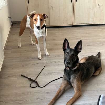 Hundetreffen-Spazieren inkl. Fotoshooting-Bild