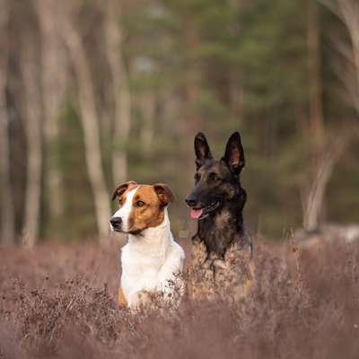Hundetreffen-SocialWalks, entspannte Gassirunden-Bild