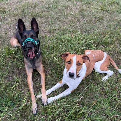 Hundetreffen-SocialWalks/gemeinsames Gassi-Bild