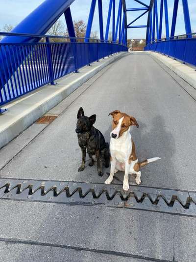 Hundetreffen-gemeinsame Spaziergänge-Bild