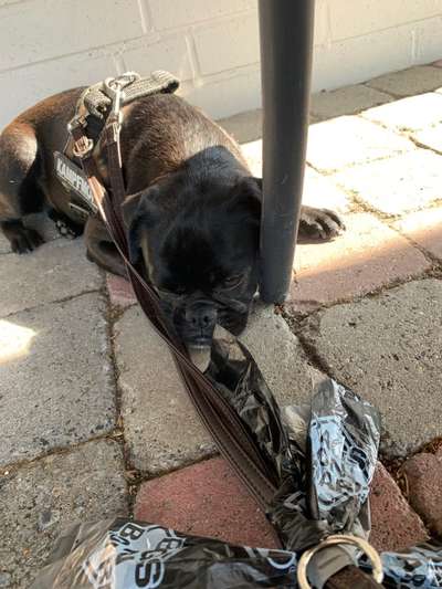 Mops mix-Beitrag-Bild