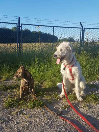 Irische Wolfshunde Hilfe-Tipps-Tricks-Beitrag-Bild