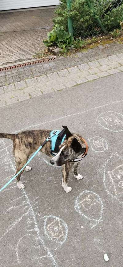 Windhunde - Treffen der besonderen Schönheiten
HERZLICH WILLKOMMEN-Beitrag-Bild