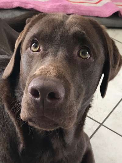 Labradorfans-Beitrag-Bild