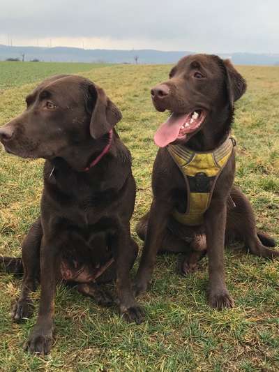 Labradorfans-Beitrag-Bild