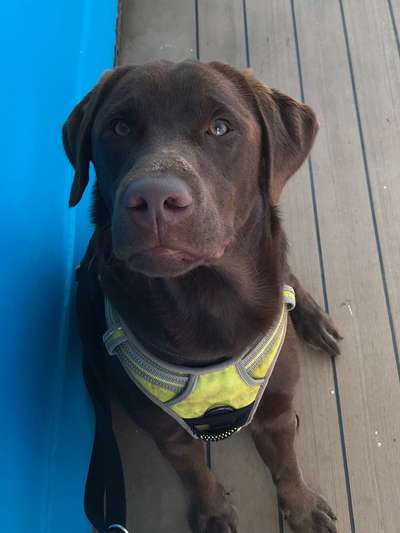 Wo sind meine Labrador Freunde-Beitrag-Bild