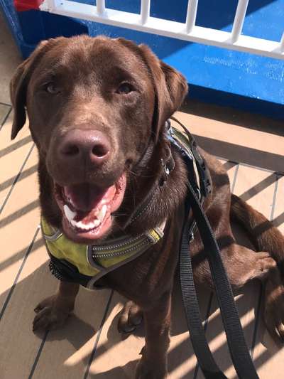 Wo sind meine Labrador Freunde-Beitrag-Bild