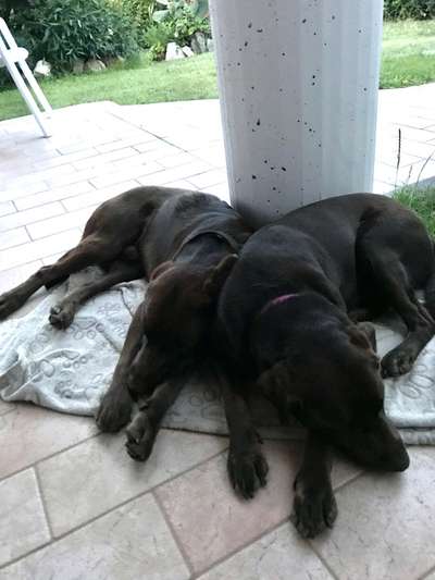 Labradorfans-Beitrag-Bild